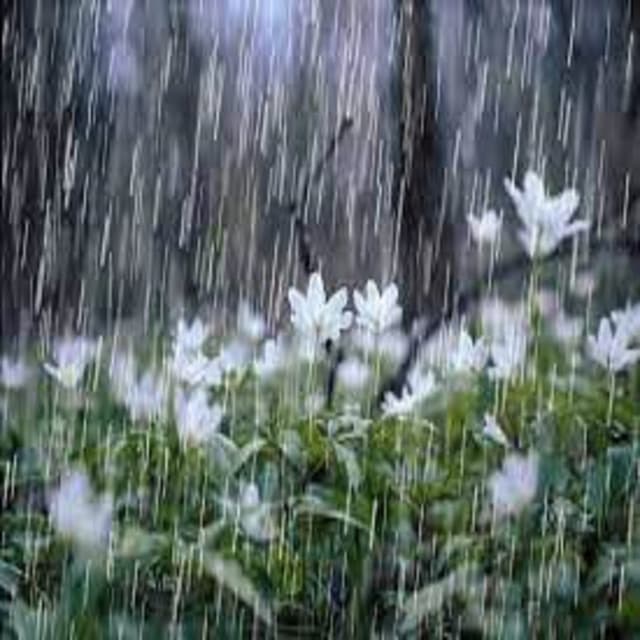 Asleep in the Rain
