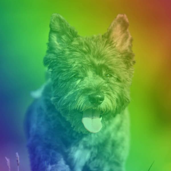 Music for Staying Warm Pups - Calma Música para Perros