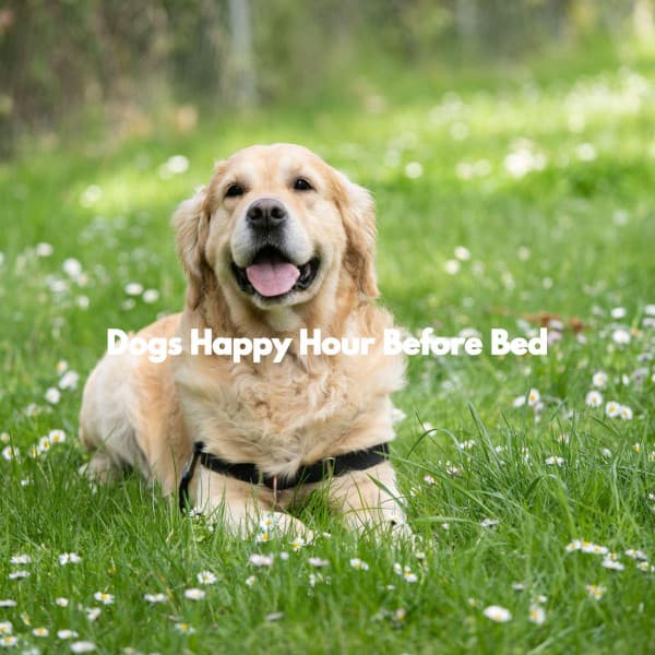 Dogs Happy Hour Before Bed - Dog Sleeping Soundtracks Deluxe