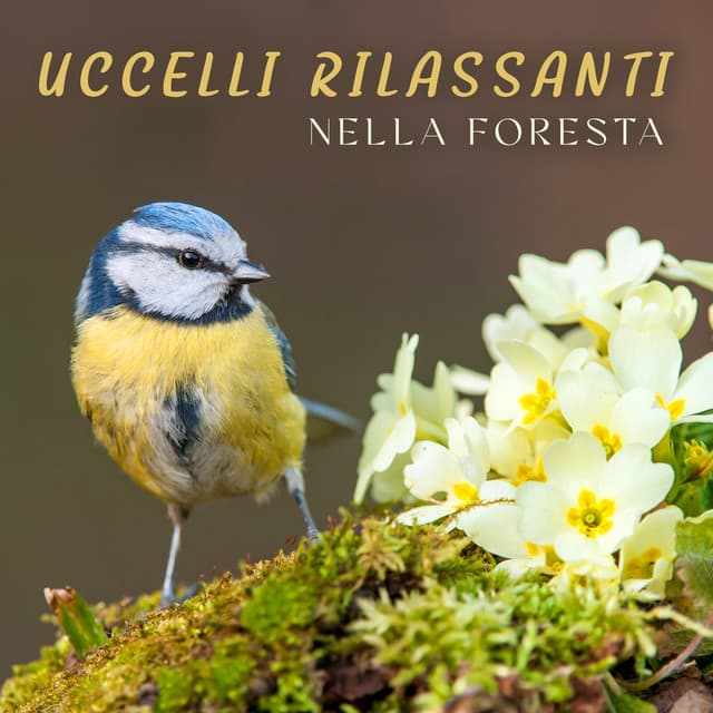 Uccelli rilassanti nella foresta - Anandani