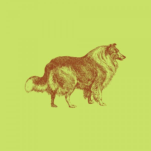 Music for Puppy Memory - Dog Anxiety Music