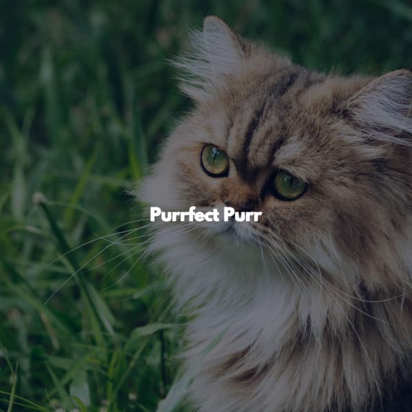 Purrfect Purr - Coffee Shop Music Ambiance