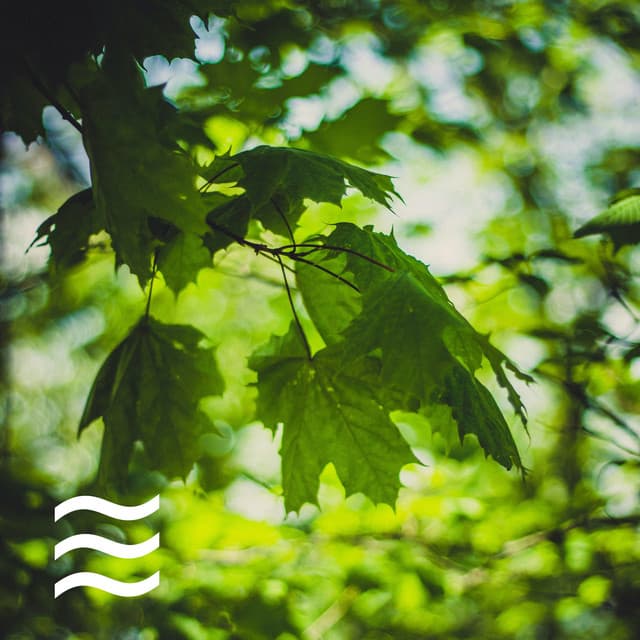 Forest Sounds