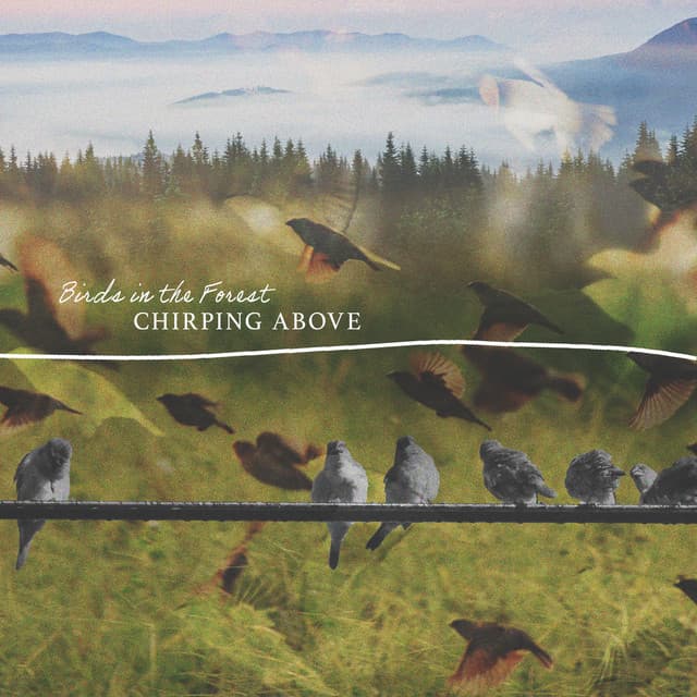 Chirping Above - Birds In The Forest