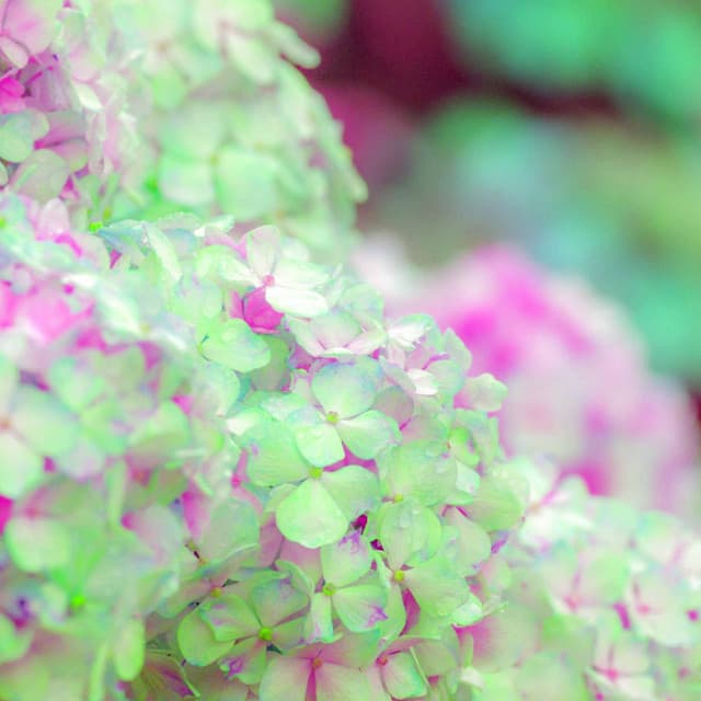 Music for Scenic Calls - Artistic Acoustic and Electric Piano Duo - Smooth Chill Playlist