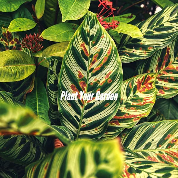 Plant Your Garden - Modern Jazz Fusion