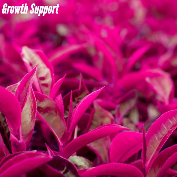 Growth Support - Sleepy Jazz