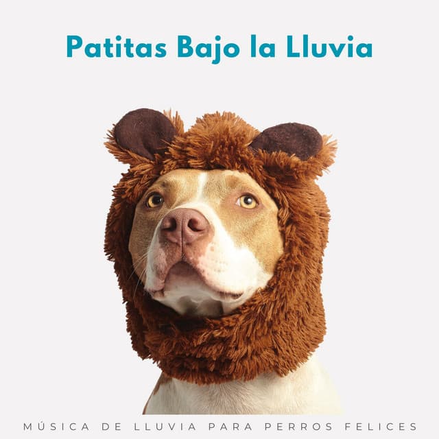 Patitas Bajo La Lluvia: Música De Lluvia Para Perros Felices - Tormenta Jamaicana