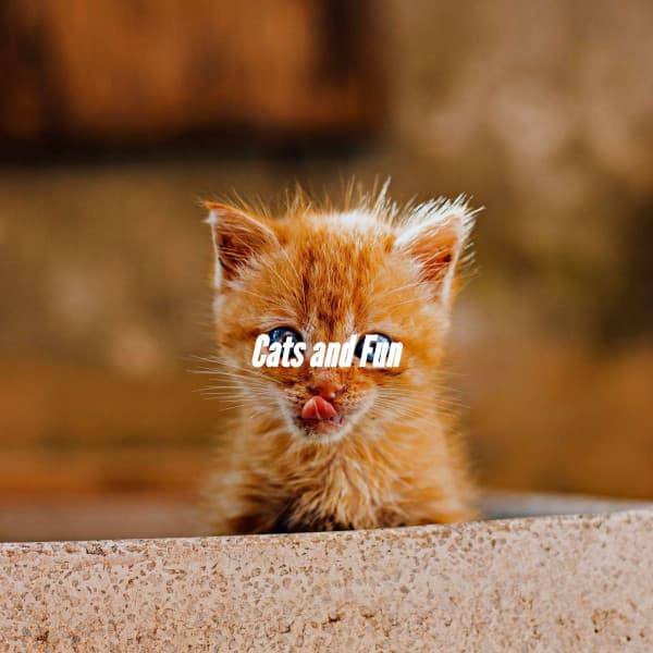 Cats and Fun - Easy Listening Background Music