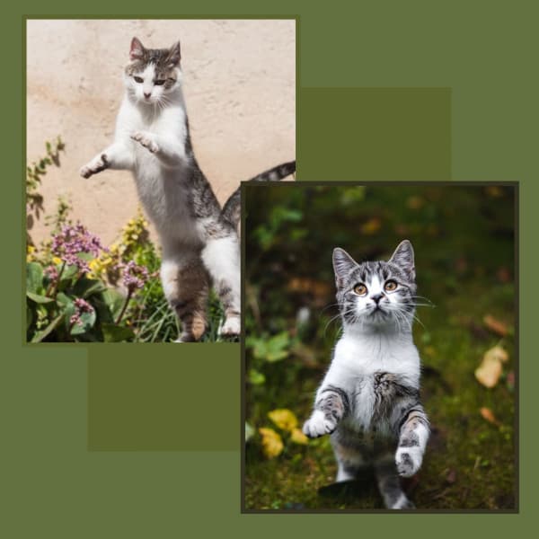 Acoustic Smooth Jazz Guitar - Ambiance for Morning Cat Food - Soothing Cat Music