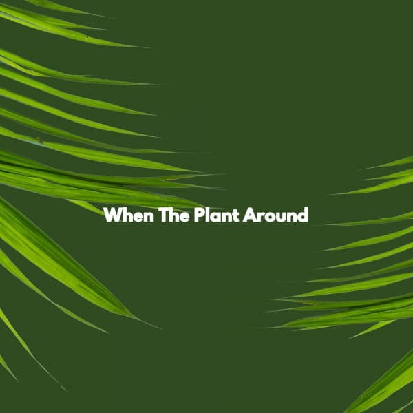 When The Plant Around - Jazz Rilassante Progetto