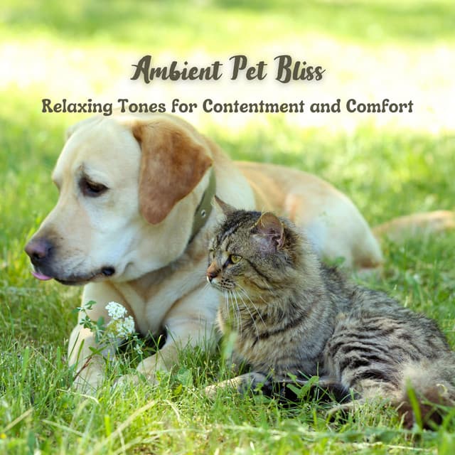 Ambient Pet Bliss: Relaxing Tones for Contentment and Comfort - Ambiworld