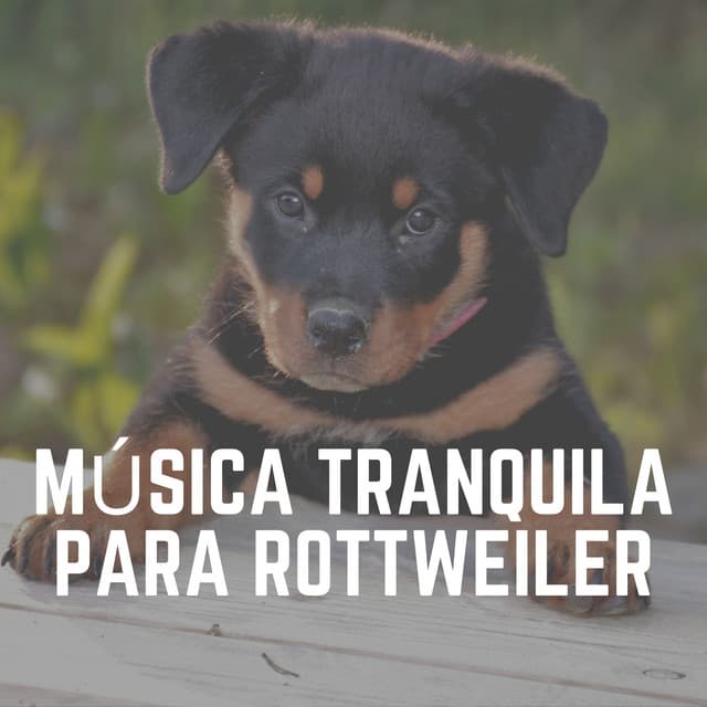 Música Tranquila para Rottweiler - Mascotas tranquilas