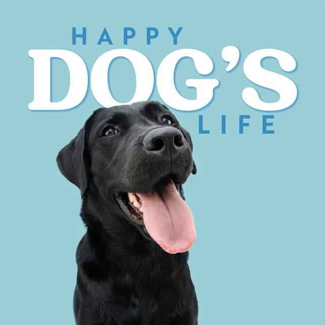 Happy Dog’s Life: Calming Melodies to Help Dogs Relax and Sleep Quickly - Pet Care Club