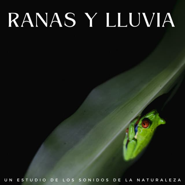 Ranas Y Lluvia: Un Estudio De Los Sonidos De La Naturaleza - Estudio de sonidos de lluvia