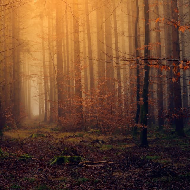 Moment in Nature - Ahzura