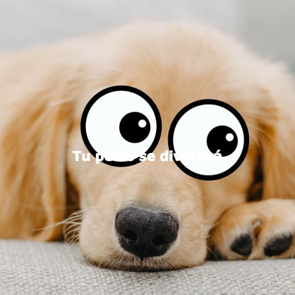 Tu perro se divertirá - Entspannende Musik