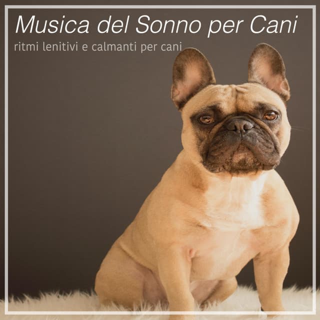 Musica del Sonno per Cani - ritmi lenitivi e calmanti per cani - Relaxmydog