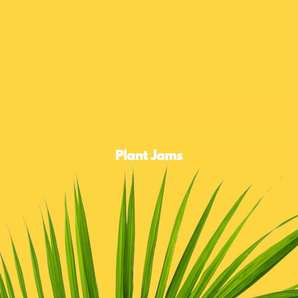 Plant Jams - Musica Rilassante Mattutina Orchestra