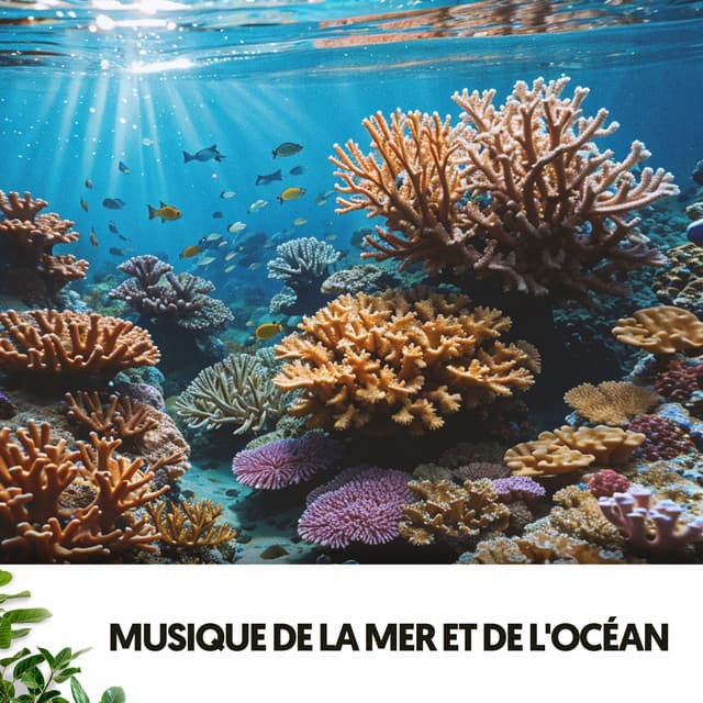 Sons de l'Océan et de la Mer : Mélodies qui Caressent ton Âme - Ocean Makers