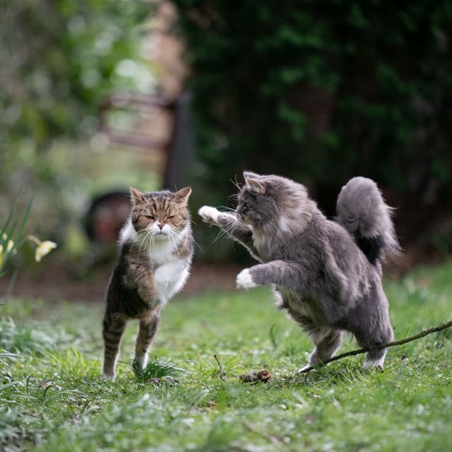Whisker Ambient Tunes: Blissful Cat Playtime Soundscape - Cat Relax