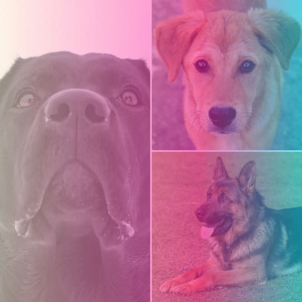 Ambiance for Calming Puppy - Pets Relax