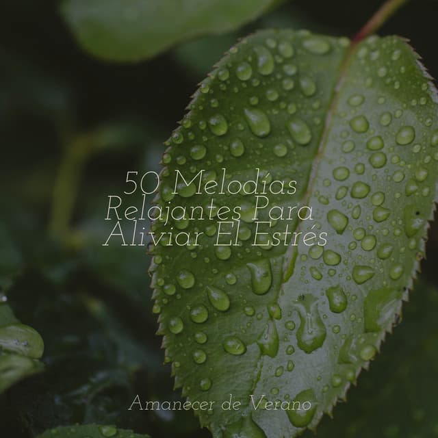 50 Melodías Relajantes Para Aliviar El Estrés - Canciones Para Niños