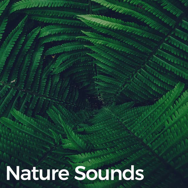 Rain Sounds - Exclusive Nature