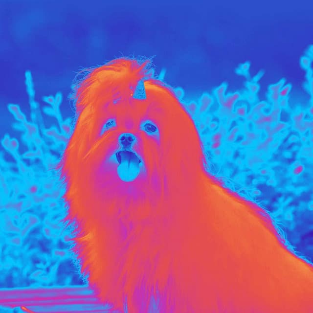 Music for Calming Pooches - Calming for Dogs