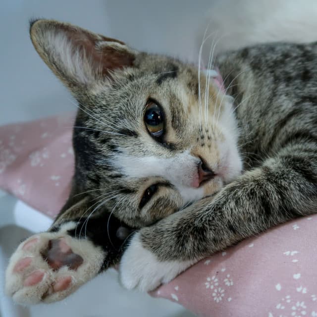 Fluid Paws and Pianos: Harmony for Restful Cats - Piano Cat