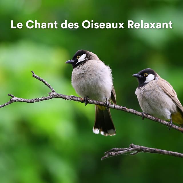 Le chant des oiseaux relaxant - Calming Bird Sounds
