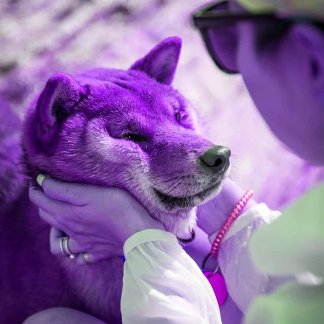 Backdrop for Calming the Hounds - Dog Relaxation Music