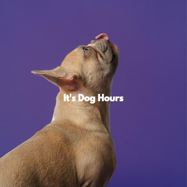 It's Dog Hours - Abend Jazz