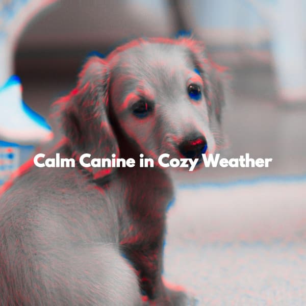 Calm Canine in Cozy Weather - Jazzy VIbes for Study Time