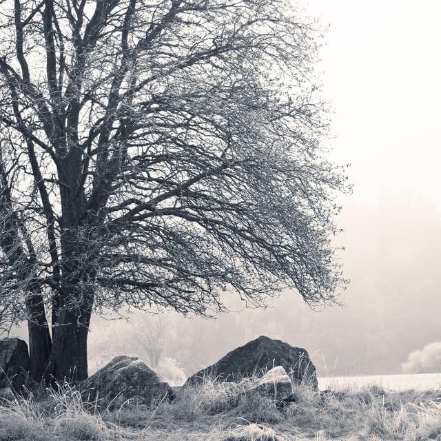 Algo de Tarrega - Francisco Tárrega