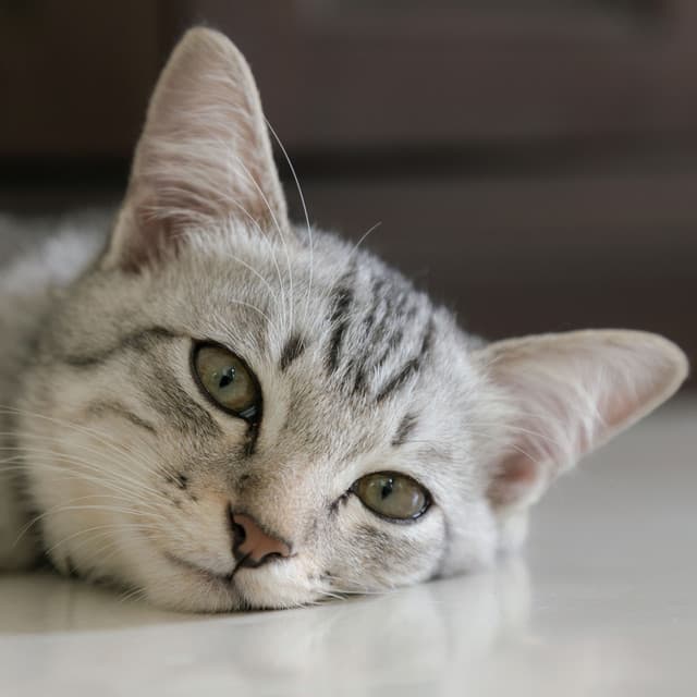 Catscape Retreat: Gentle Nature Sounds for Restful Cat Routines - Nature Sounds Library