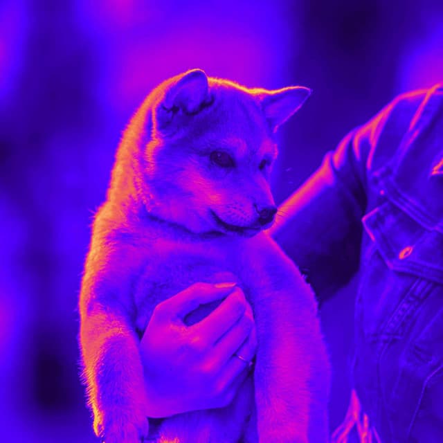 Music for Slowing Walking Doggo - Piano Duo - Dog Music Hour