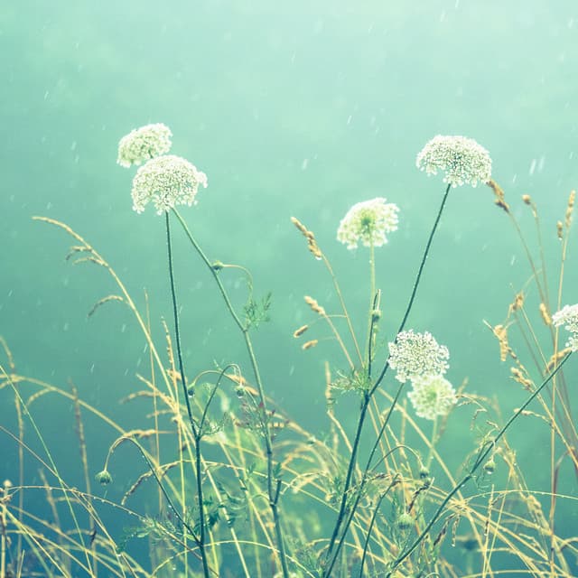 Misty Meadows: A Soft Rain Melody - Meditation Rain Sounds