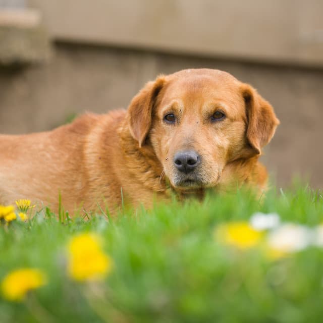Rainy Pawprints: Binaural Bliss for Relaxed Dogs - Dog Music Zone