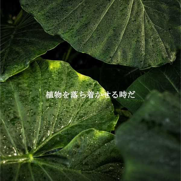 植物を落ち着かせる時だ - Latin Jazz Radio