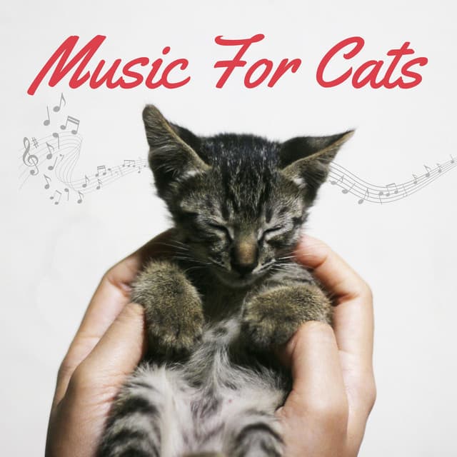 Music For Cats - Relaxing Piano For Pets