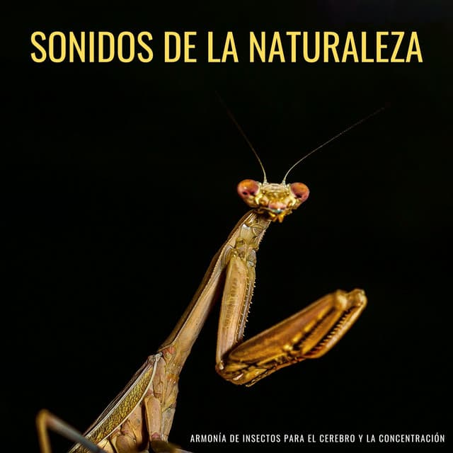 Sonidos De La Naturaleza: Armonía De Insectos Para El Cerebro Y La Concentración - Naturaleza Calma