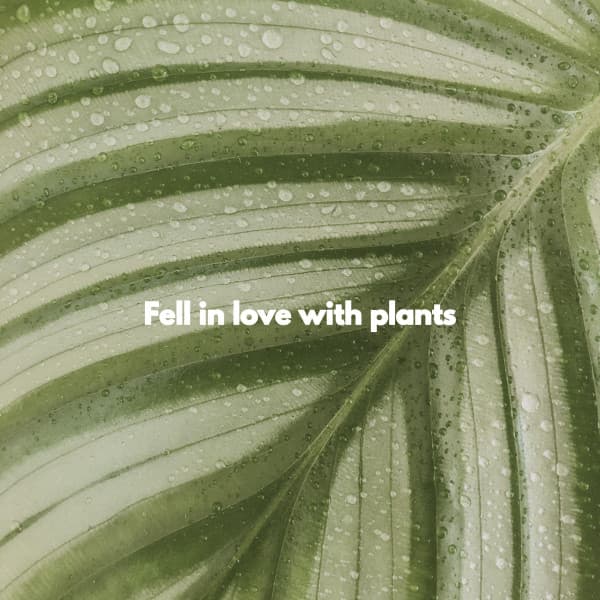 Fell in love with plants - Acoustic Coffee Shop Music
