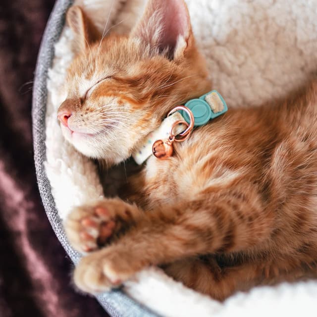 Feline Calm: Music to Soothe Your Cat - Sensual Touching