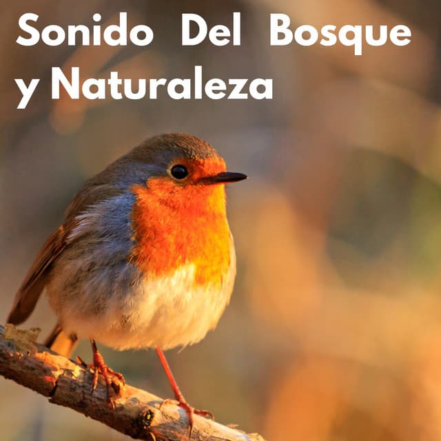 Sonido Del Bosque y Naturaleza - Canciones de cuna para bebés