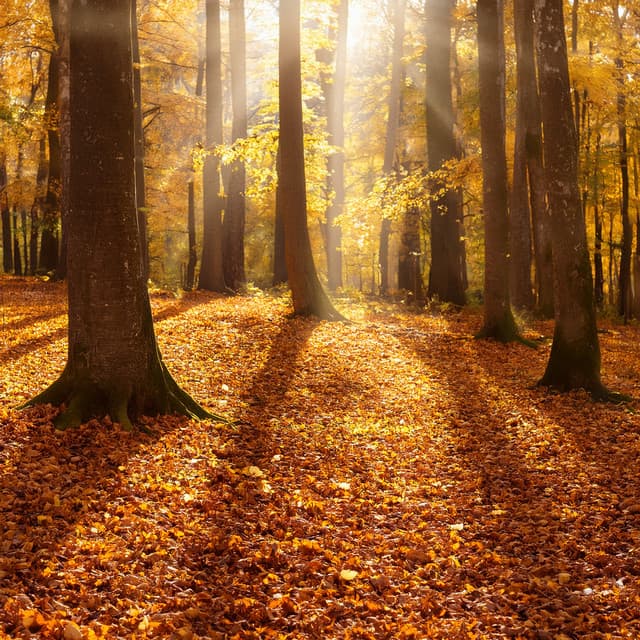 The Dreamer'S Journey: An Orchestra Symphony Of Dreams, Imagination, And The Boundless Unknown - Bertie Lambert