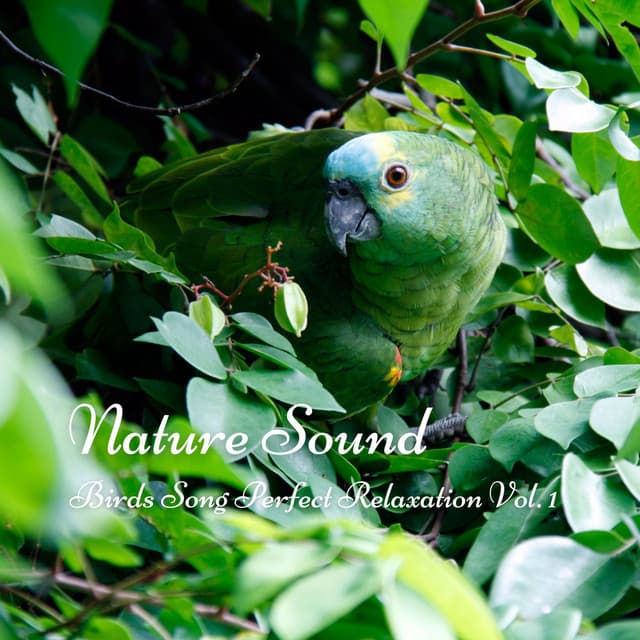 Nature Sound: Birds Song Perfect Relaxation Vol. 1 - Relaxing Nature Sounds Collection