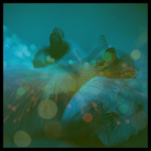 Relaxed - Cute Kittens - Calming Cat Music