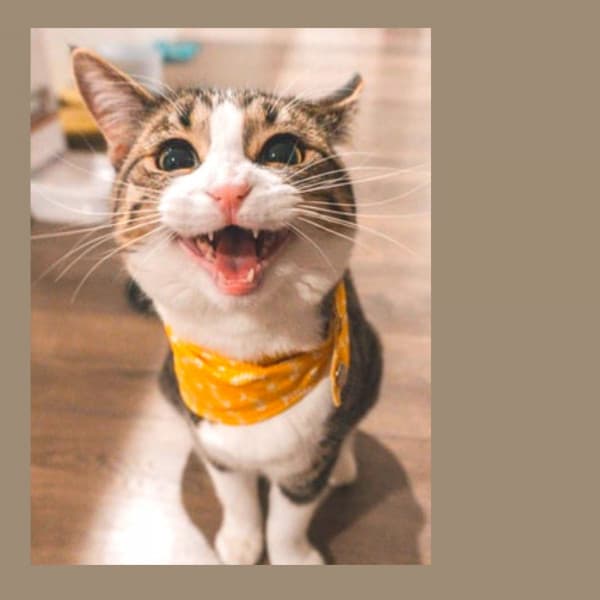 Bgm for Happy Cat - Cat Relax