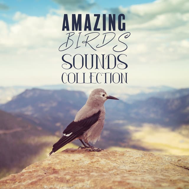 Amazing Bird Sounds Collection: Nature Sounds from Around the World - The Calming Sounds Of Nature